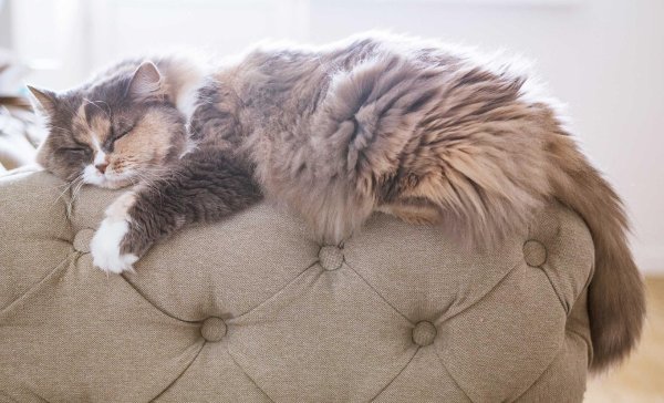 ленивые коты