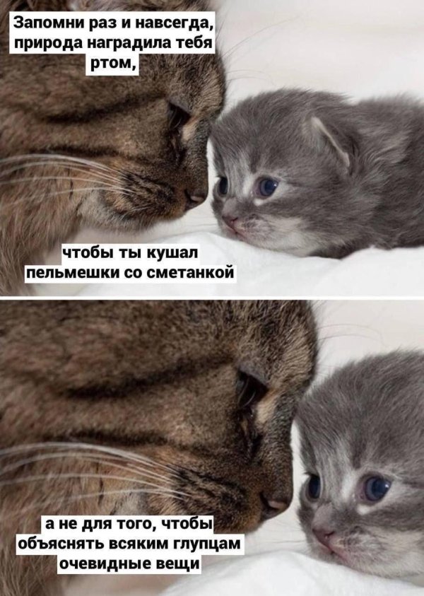 животные детеныши