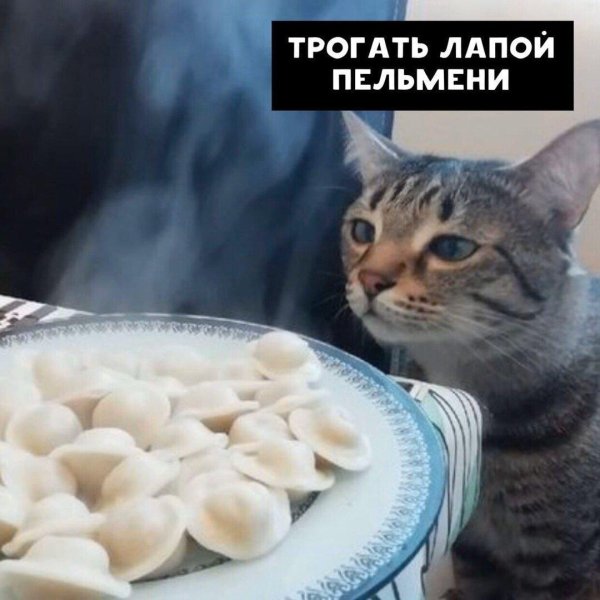 пельмени юмор
