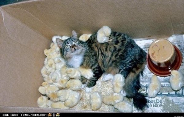 много цыплят