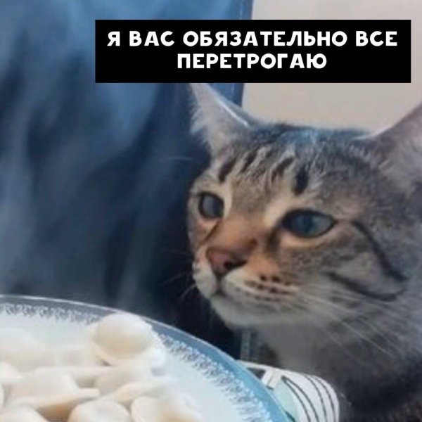 коты пельмени