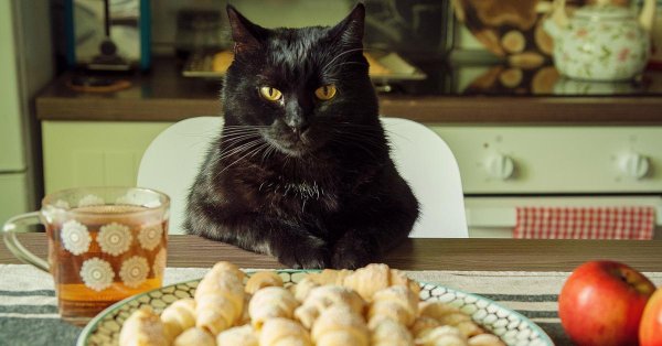 чëрная кошка