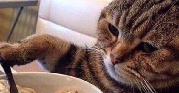 кот пельмень