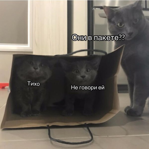 котомемы с надписями