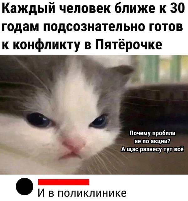 кота мем
