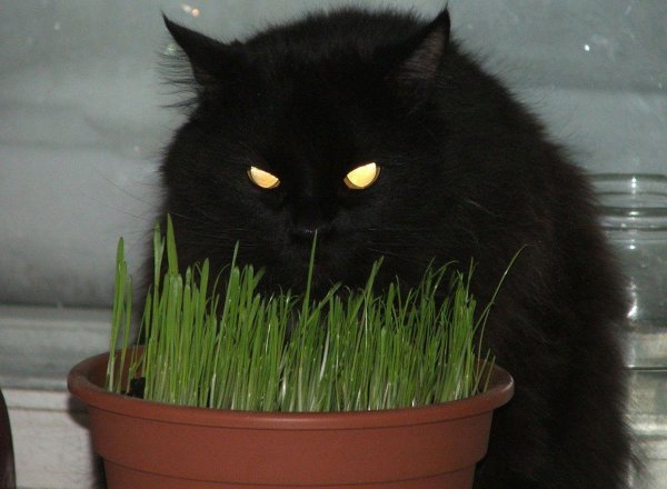 травка для котов