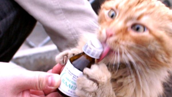 валерьянка таблетка