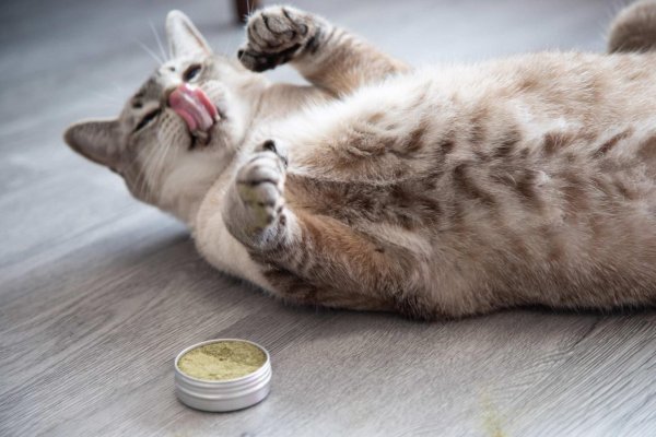 кошка кошка