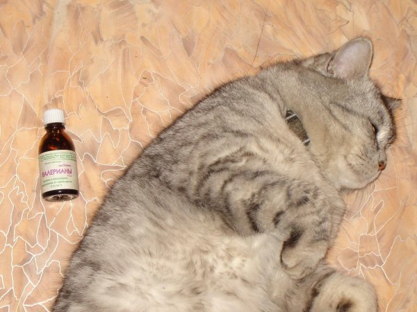 валерьянка для кошек