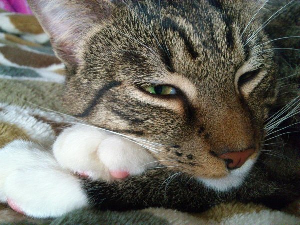 кошка мурлычет