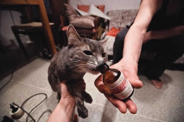 запах валерьянки