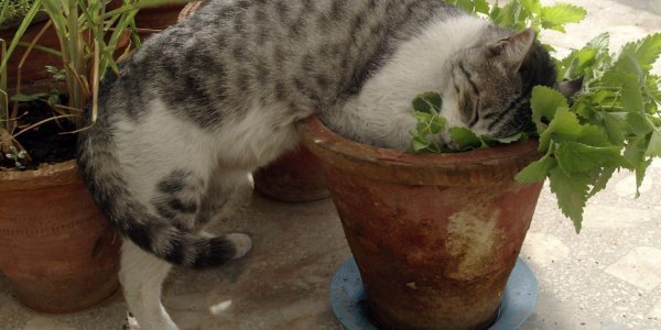 catnip plant