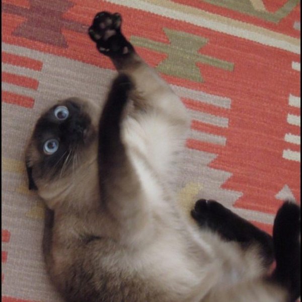 сиамская кошка