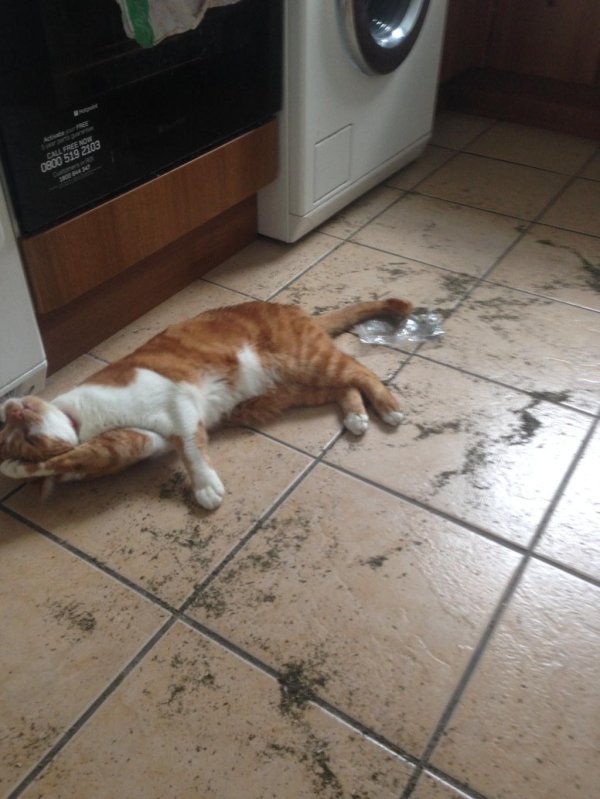 рыжего кота