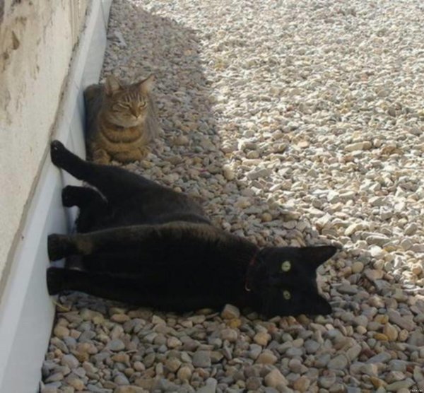 глупая кошка