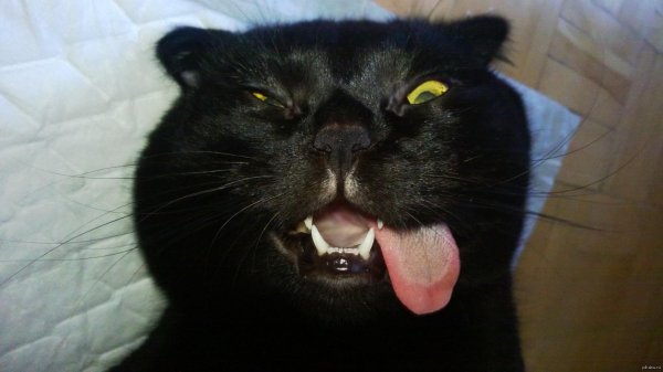 чëрная кошка