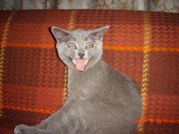 русская голубая кошка