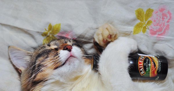 котенок кайфует