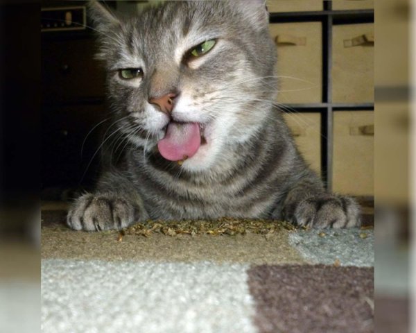 наглая кошачья морда