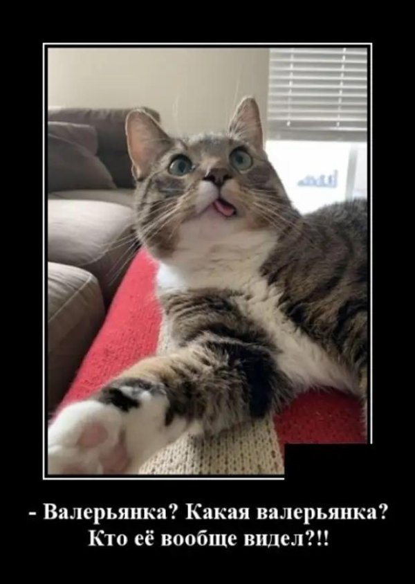 самые смешные котики