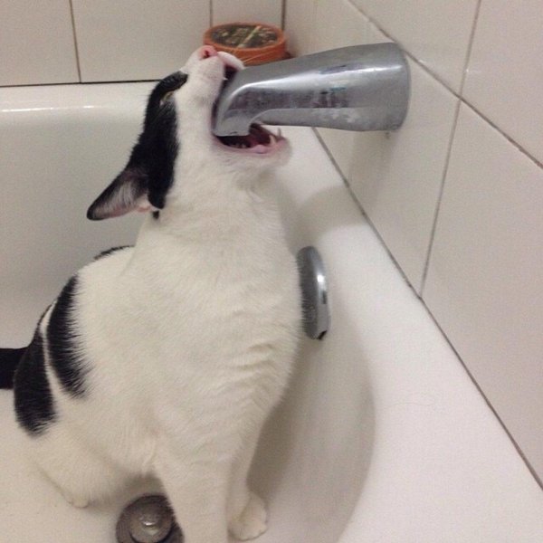 сумасшедшая кошка