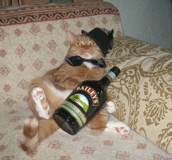 коты бухают