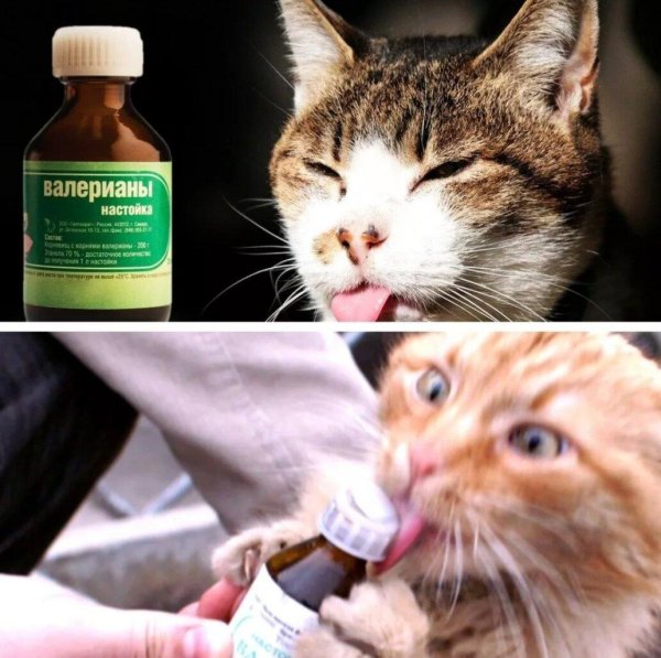 валерьянка для людей