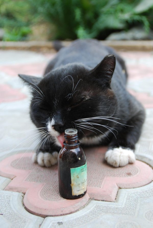 валерьянка для котов