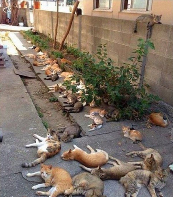 корпоратив приколы