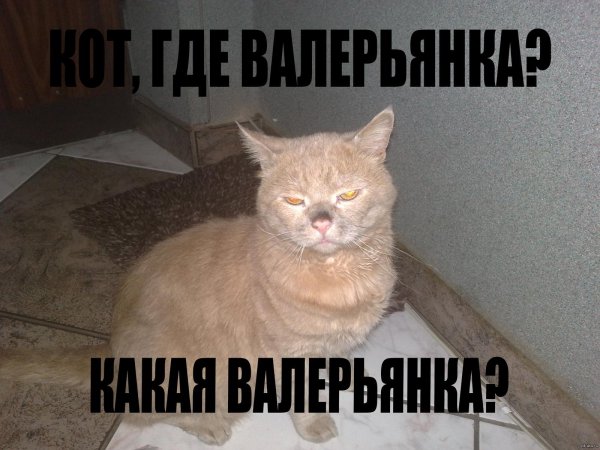 коты любят валерьянку