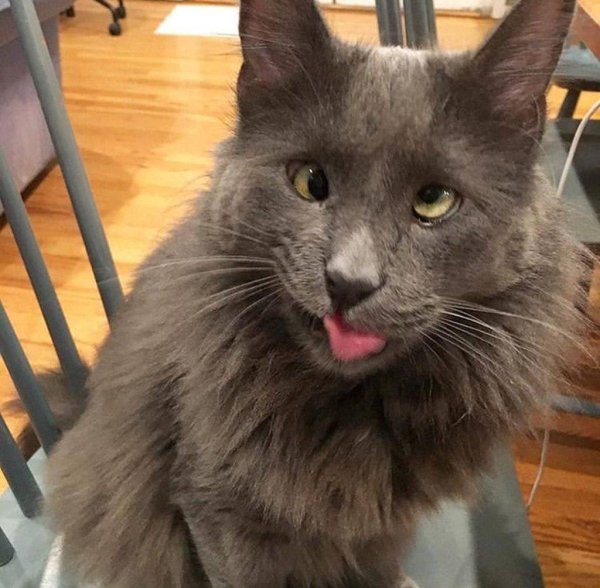 паленая кошка