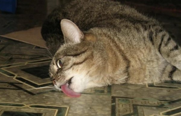 валерьянка для кошек