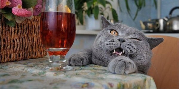 британская короткошёрстная кошка