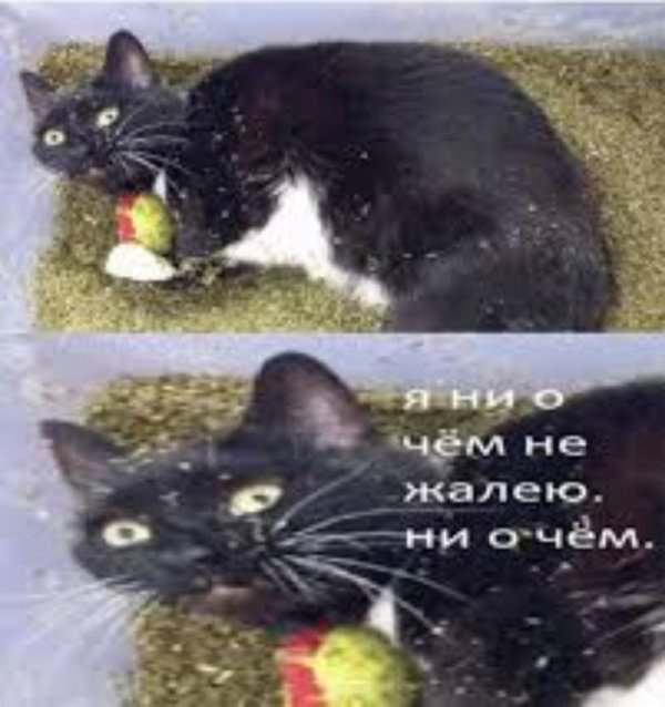 я ни о чем не жалею