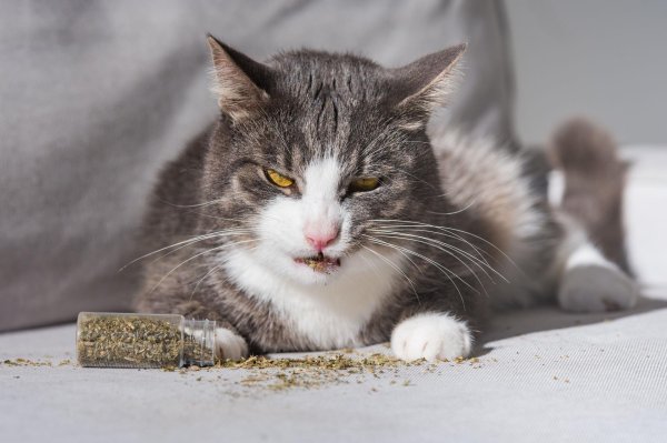 панлейкопения кошачьих