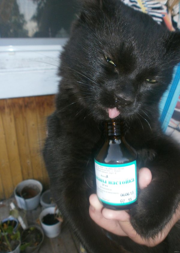 настойка валерьянки