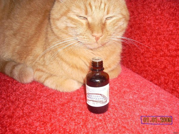 настойка валерьянки