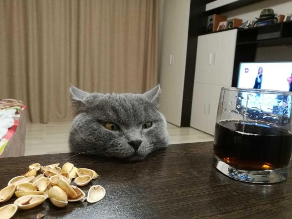 кот собутыльник