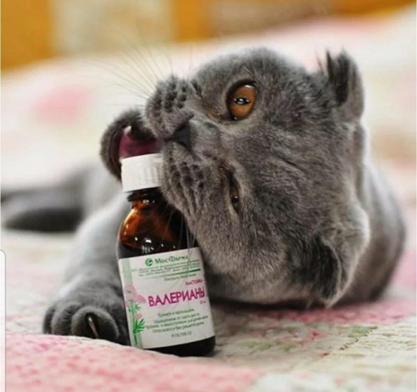 таблетка валерьянка