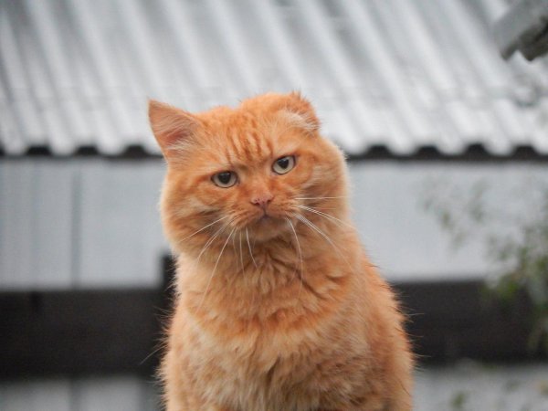 Наглый рыжий кот