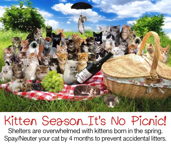 cats picnic