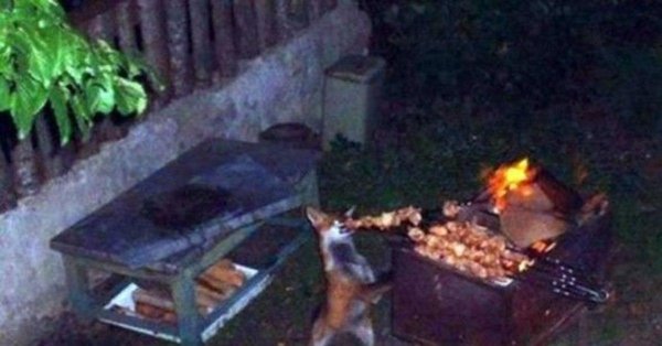 прикольные мангалы