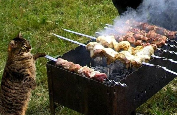 шашлыки прикол