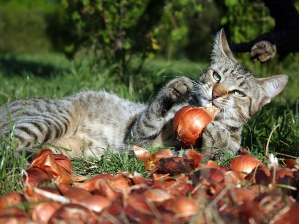 кошки и урожай