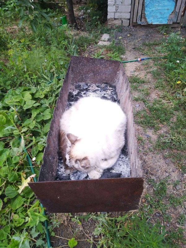 мангал шашлык