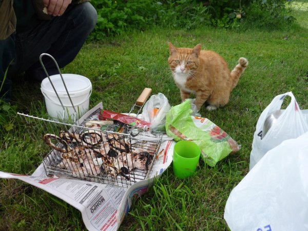 пикник шашлык