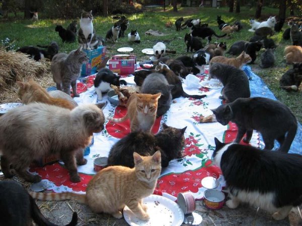 кошачий приют