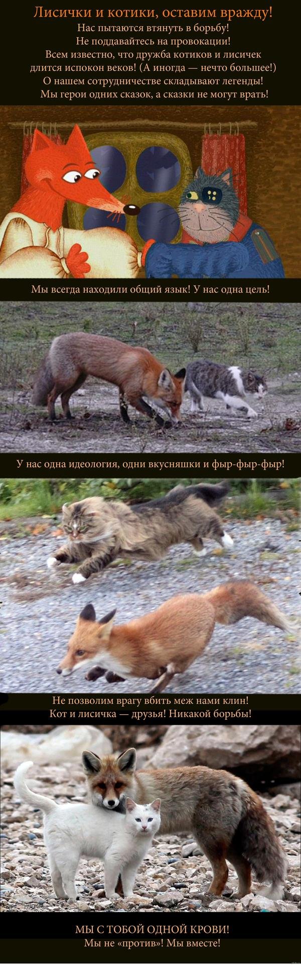 котики против лисичек