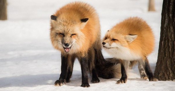 хитрая лисица