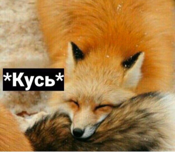 лисы любовь